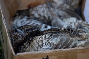 Kanada, 08 Ekim 2025: Karton kutudaki av kuşları sabahın erken saatlerinde başarılı bir av seansından sonra