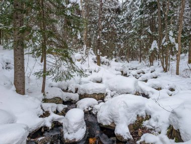 Kanada, Quebec, 23 Kasım 2025: Karlar orman manzarasını dere ve ebedi yeşil ağaçlarla kapladı
