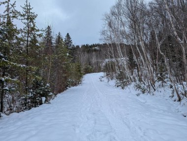 Kanada, Quebec, 23 Kasım 2025: Kar, kışın gökyüzü altında sakin orman boyunca esen rüzgarları kapladı