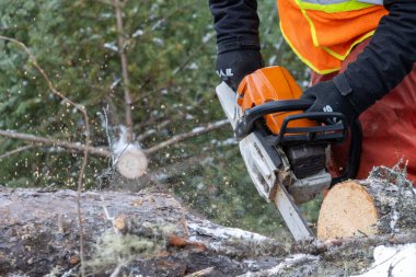 Kanada, Quebec, 05 Aralık 2025: Güvenlik donanımı giyen oduncu karlı ağacı keserken elektrikli testere kullanıyor