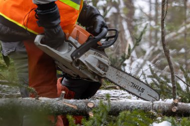 Kanada, Quebec, 05 Aralık 2025: Kışın devrilen ağacı kesmek için elektrikli testere kullanan orman işçisi.