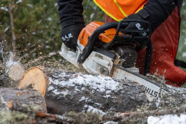 Kanada, Quebec, 05 Aralık 2025: Güçlü elektrikli testereyle ormandaki karlı ağaç gövdesini kesmek