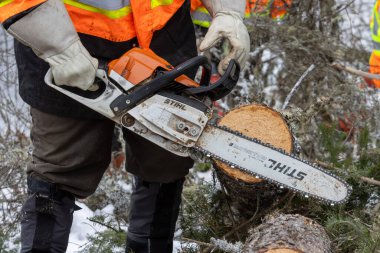 Kanada, Quebec, 05 Aralık 2025: Turuncu güvenlik ceketi giyen işçi devrilmiş ağacı testereyle kesti