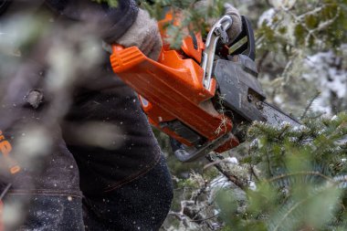 Kanada, Quebec, 05 Aralık 2025: Sonsuz yeşil ağaç dallarını kış aylarında turuncu testere ile kesmek