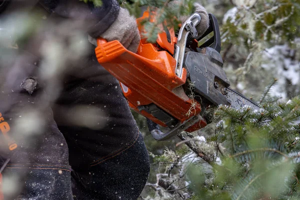 Kanada, Quebec, 05 Aralık 2025: Sonsuz yeşil ağaç dallarını kış aylarında turuncu testere ile kesmek
