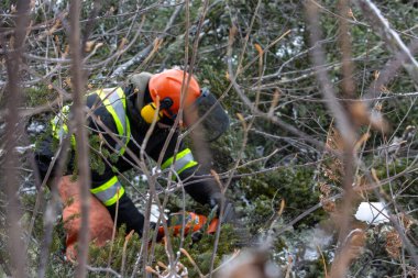 Kanada, Quebec, 05 Aralık 2025: Yüksek görüş donanımlı işçiler ormanın derinliklerinde dallar kesiyor