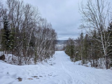 Kanada, Quebec, 23 Kasım 2025: Kış ormanı bulutlu gökyüzü altındaki karlı ağaçların arasından geçiyor