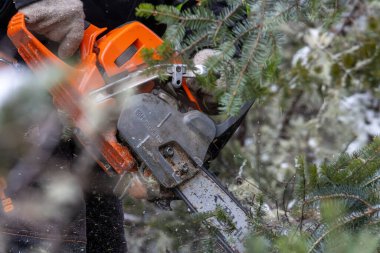 Kanada, Quebec, 05 Aralık 2025: Kışın güçlü testere ile çam ağacı dalları kesmek