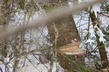 Kanada, Quebec, 05 Aralık 2025: Taze kesilmiş ağaç gövdesi karlı orman kış sahnesinde uzanıyor