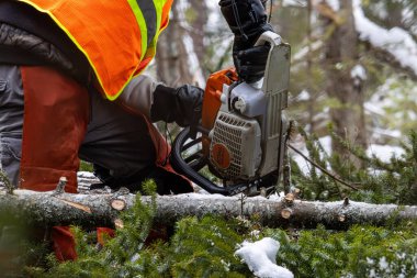 Kanada, Quebec, 05 Aralık 2025: İşçi, kış ormanının derinliklerinde testereyle karlı ağacı kesiyor