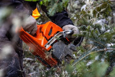 Kanada, Quebec, 05 Aralık 2025: Elektrikli testere operatörü kış ormanlarında karla kaplı ağacı kesiyor