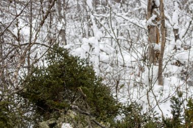 Kanada, Quebec, 05 Aralık 2025: Soğuk kış ormanlarında kar orman dallarını ve yemyeşil ağaçları kapladı