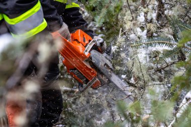 Kanada, Quebec, 05 Aralık 2025: Açık turuncu testere ile soğuk kış dallarını kesmek