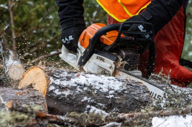 Kanada, Quebec, 05 Aralık 2025: Kışlık orman çalışmalarında keresteci karlı kütükleri testere ile kesiyor