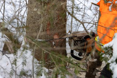 Kanada, Quebec, 05 Aralık 2025: Elektrikli testere işçisi karlı kış döneminde kalın bir ağaç gövdesi kesti