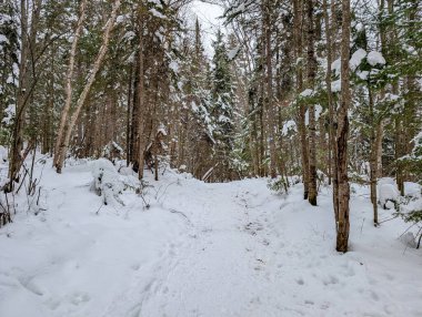 Kanada, Quebec, 23 Kasım 2025: Uzun kış ağaçlarının arasında kar yağışı orman yolunu kapladı