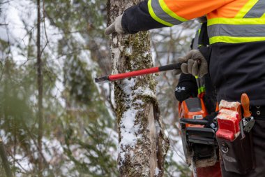 Kanada, Quebec, 05 Aralık 2025: Karlı ağacı kış ormanlarında baltayla işaretleyen orman işçisi