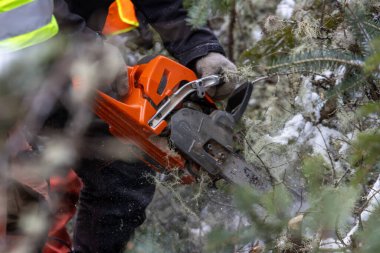 Kanada, Quebec, 05 Aralık 2025: Elektrikli testere işçisi karlı kış ormanlarında ağaç dalları kesiyor