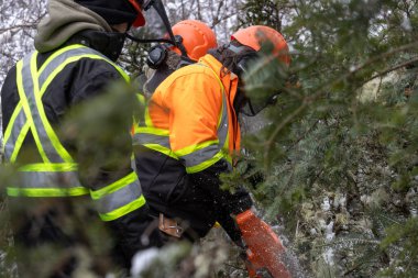 Kanada, Quebec, 05 Aralık 2025: Parlak yansıtıcı donanımlı işçiler büyük ağaçları güvenli bir şekilde kesiyor.