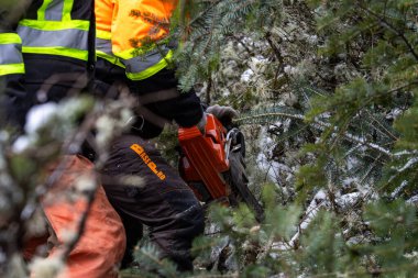Kanada, Quebec, 05 Aralık 2025: Yüksek görünürlüklü ceket giyen elektrikli testere işçisi dallar arasında ağaç kesti