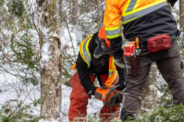Kanada, Quebec, 05 Aralık 2025: Kışlık orman işçileri güvenlik testeresi ve testereyle ağaç kestiler