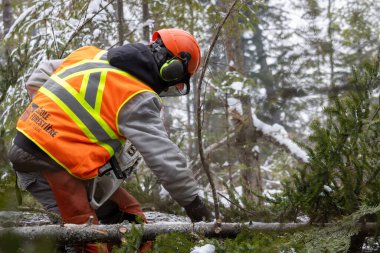 Kanada, Quebec, 05 Aralık 2025: Ormanda karlı ağaç dalları kesmek için güvenlik kıyafeti giyen oduncu