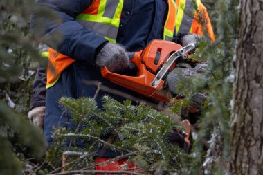 Kanada, Quebec, 05 Aralık 2025: Yoğun orman dalları arasında elektrikli testere kullanan güvenlik yeleği giyen işçi.