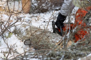Kanada, Quebec, 05 Aralık 2025: Karlı kış ormanlarında devrilmiş ağaç dallarını testere ile kesmek
