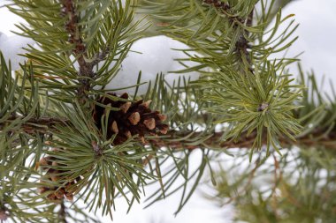 Kanada, Quebec, 23 Kasım 2025: Çam iğneleri ve koni içinde dinlenen kar