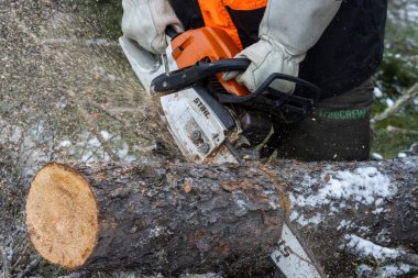 Kanada, Quebec, 05 Aralık 2025: Ağaç kesme uzmanı karlı ormanda çalışmak için testere kullanıyor