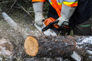 Kanada, Quebec, 05 Aralık 2025: Zincir testeresi ve uçan talaşla ormanda düşen ağaç gövdesini kesmek