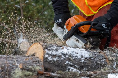 Kanada, Quebec, 05 Aralık 2025: İşçi orman ortamında karlı kütükleri kesmek için elektrikli testere kullanıyor