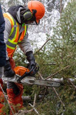 Kanada, Quebec, 05 Aralık 2025: İşçi, karlı kış ormanlarında ağaç dallarını testere ile kesti