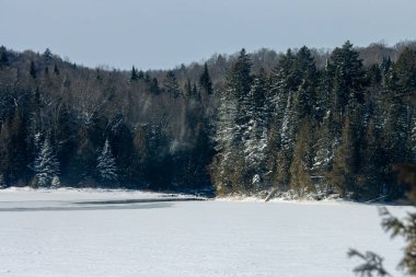 MONTREAL, CANADA, 26 Aralık 2025: Kış orman manzarası, karla kaplı ağaçlar, donmuş göl, sakin doğa manzarası, huzurlu kış manzarası