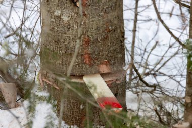 Kanada, Quebec, 05 Aralık 2025: Ağaç gövdesi takozu açık hava orman kesim işlemi sırasında yerleştirildi