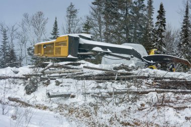 Kanada, Quebec, 05 Aralık 2025: Kazıcı kış orman odunları sahnesinde karlı kütüklerin üzerinde dinleniyor