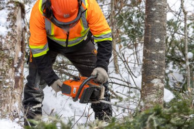 Kanada, Quebec, 05 Aralık 2025: Karlı ormanda işçi turuncu testere teçhizatıyla ağaç kesiyor