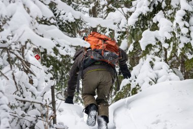 Kanada, 31 Ocak 2026: Karlı ormanda yürüyüş, turuncu sırt çantası, kış yürüyüşü
