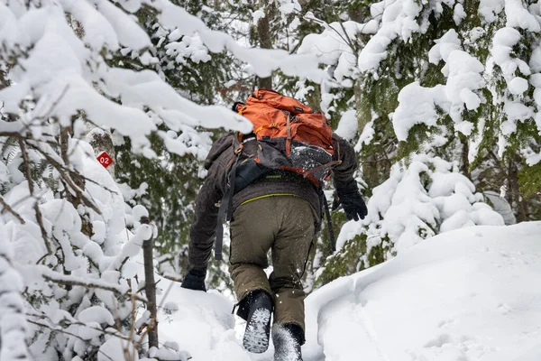 Kanada, 31 Ocak 2026: Karlı ormanda yürüyüş, turuncu sırt çantası, kış yürüyüşü