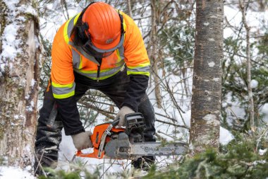 Kanada, Quebec, 05 Aralık 2025: Turuncu kıyafetli işçi dışarıda testereyle karlı ağaç kesiyor