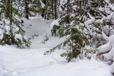 Kanada, 31 Ocak 2026: Orman manzarası karla kaplandı