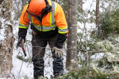 Kanada, Quebec, 05 Aralık 2025: Kereste karlı ormanda kask ve güvenlik ceketi giyerek çalışıyor