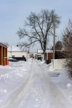 Kanada, 25 Ocak 2026: Karlı sokak, yapraksız ağaç, kış manzarası