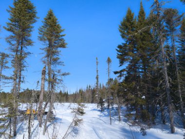 Quebec, CANADA, 23 Şubat 2026: Kış ormanı, karla kaplı ağaçlar, açık mavi gökyüzü