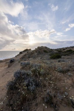 Mazagon 'un güzel plajı, Huelva, İspanya. Uçurumları, kum tepeleri, çam ormanları, doğal bitki örtüsüyle