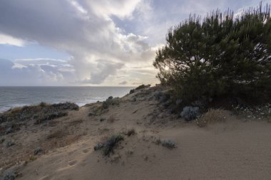 the beautiful beach of Mazagon, Huelva, Spain. With its cliffs, dunes, pine forests, native vegetation clipart