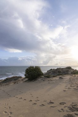 Mazagon 'un güzel plajı, Huelva, İspanya. Uçurumları, kum tepeleri, çam ormanları, doğal bitki örtüsüyle