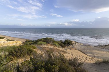 Mazagon 'un güzel plajı, Huelva, İspanya. Uçurumları, kum tepeleri, çam ormanları, doğal bitki örtüsüyle