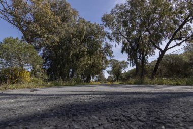 Mazagon 'dan Matalascanas' a giden eski yol. Bisiklet şeridi olarak da kullanılır, koşucular ve aylaklar için de. Güzel yerel bitki örtüsünü düşünüyorum.