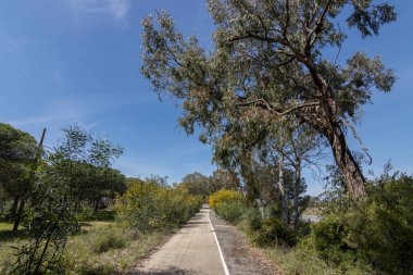 Mazagon 'dan Matalascanas' a giden eski yol. Bisiklet şeridi olarak da kullanılır, koşucular ve aylaklar için de. Güzel yerel bitki örtüsünü düşünüyorum.